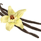 NATURAL VANILLA IN BEACH PCS 1