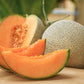 NETTED MELON