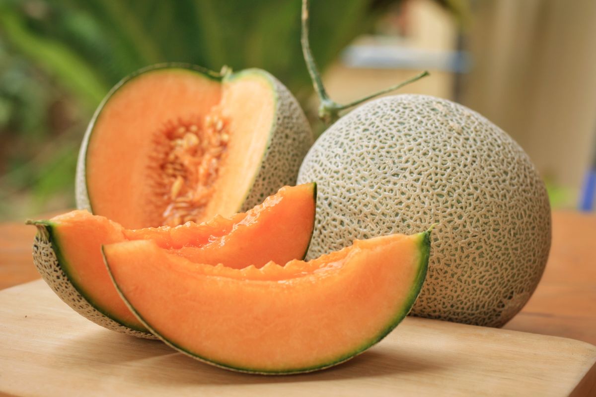 NETTED MELON