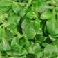 VALERIAN GR. 125