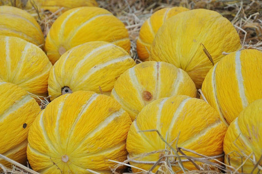 YELLOW MELONS