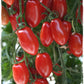POMODORO DATTERINO