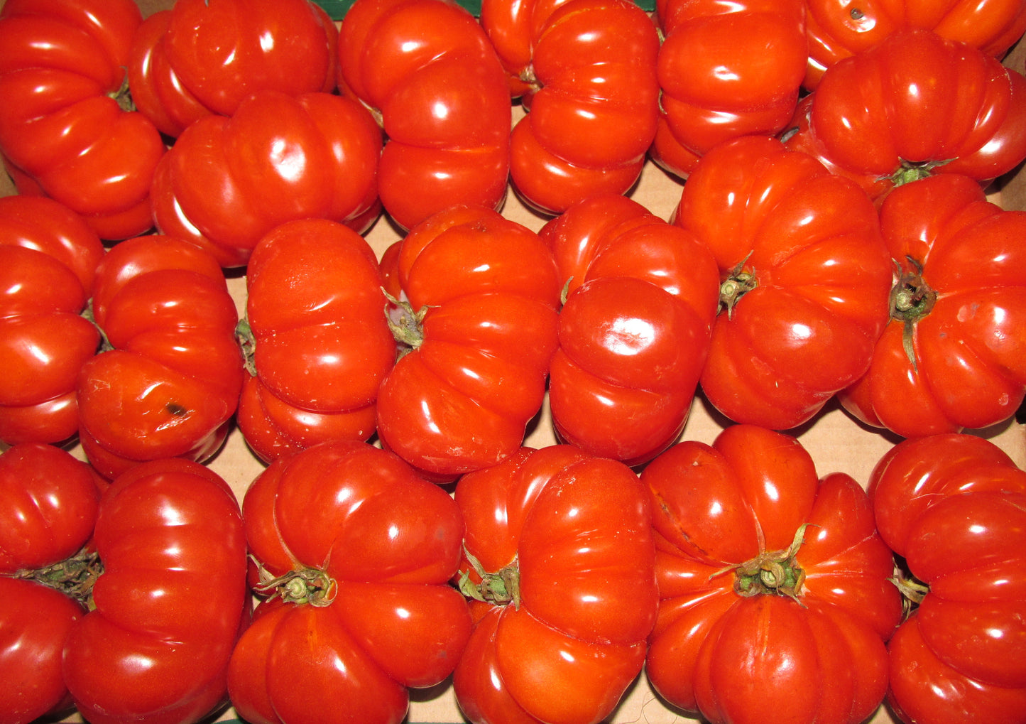 POMODORO COSTOLUTO