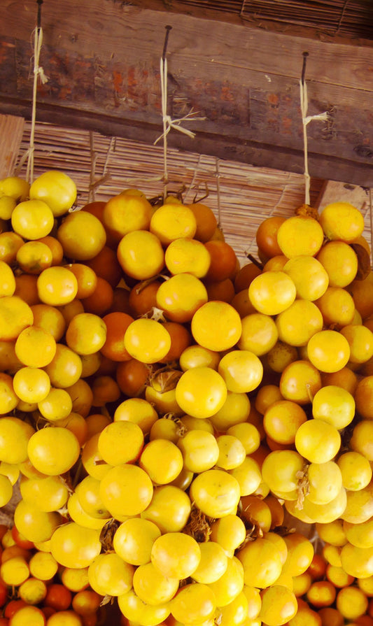 POMODORO PIENNOLO GIALLO