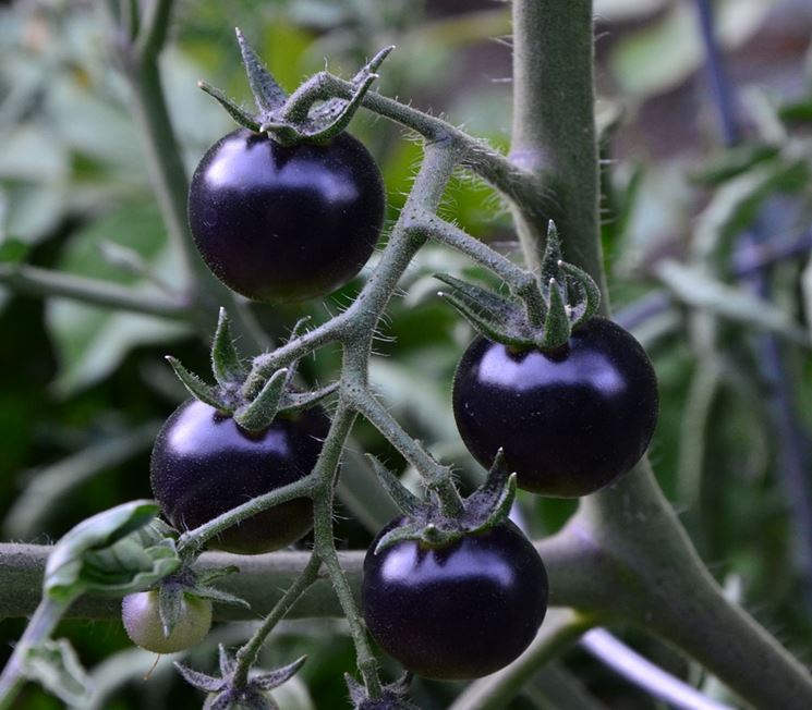 BLACK SUN TOMATO