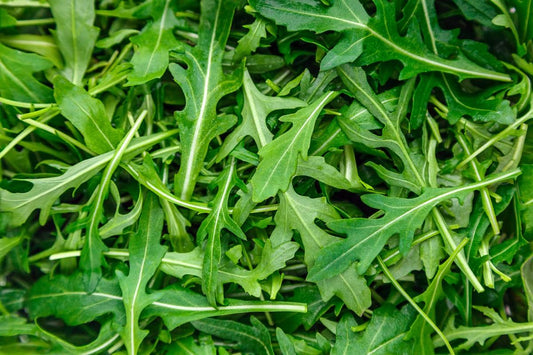 RUCOLA IN VASCHETTA GR. 125