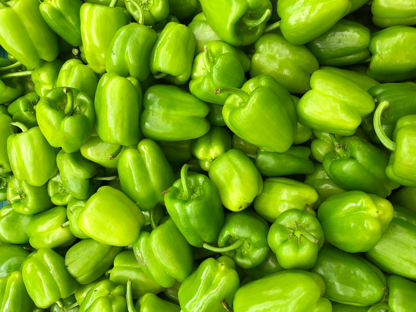 GREEN PEPPER