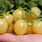 POMODORO CILIEGINO GIALLO