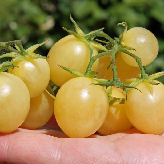 POMODORO CILIEGINO GIALLO