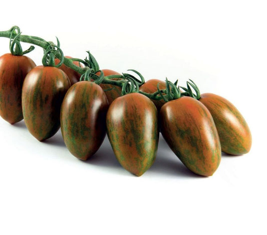 ZEBRINO TOMATO