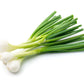 CIPOLLOTTO BIANCO