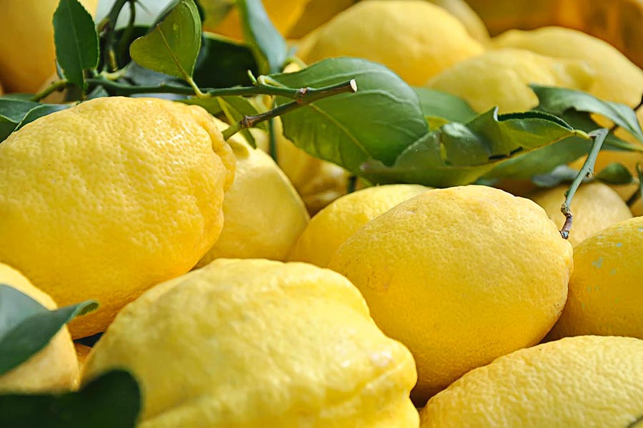 AMALFI LEMON