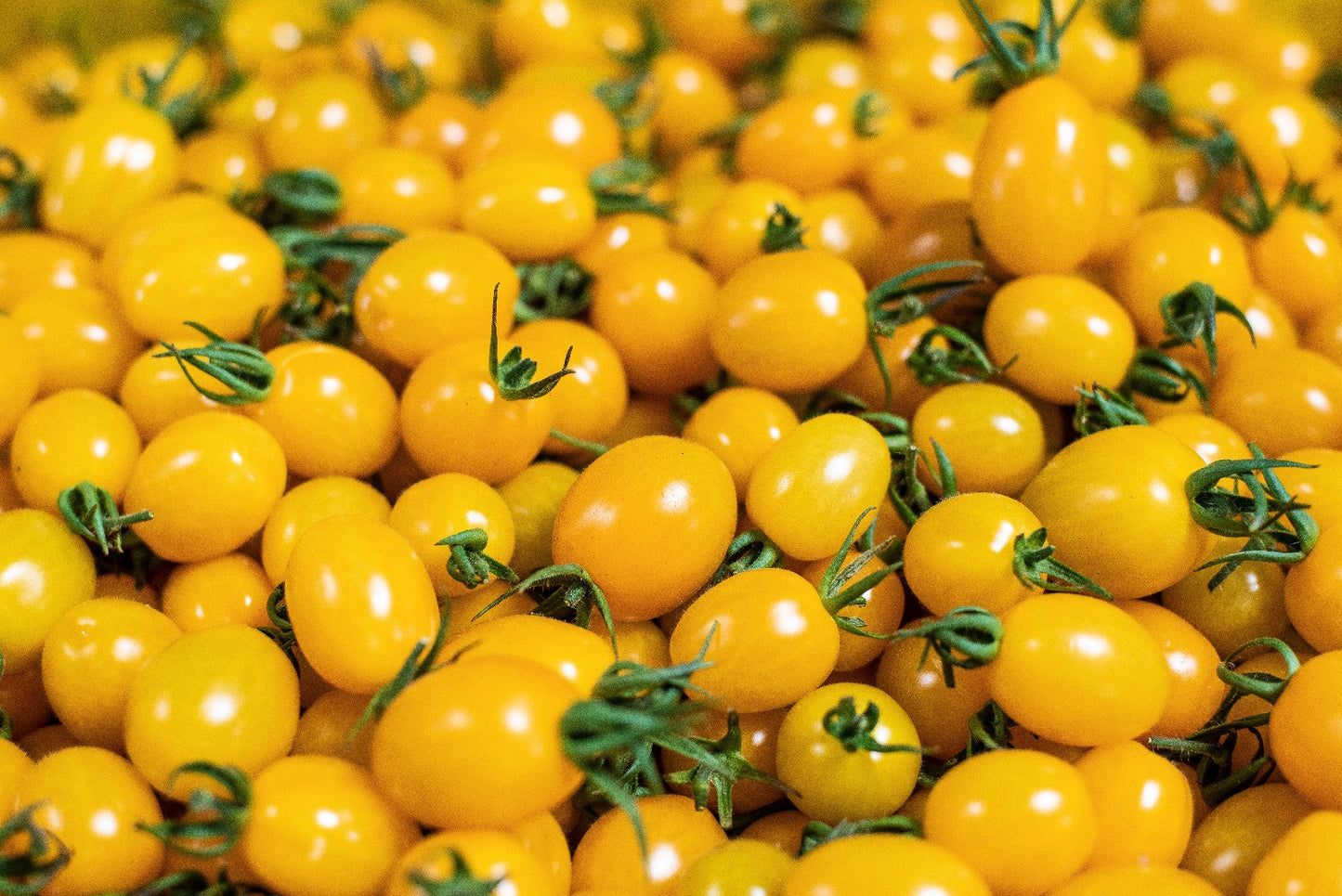 POMODORO DATTERINO GIALLO