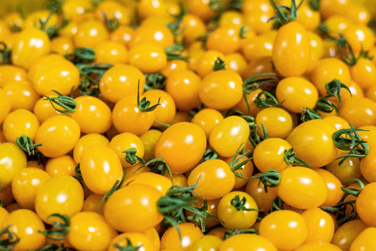 YELLOW DATTERINO TOMATO