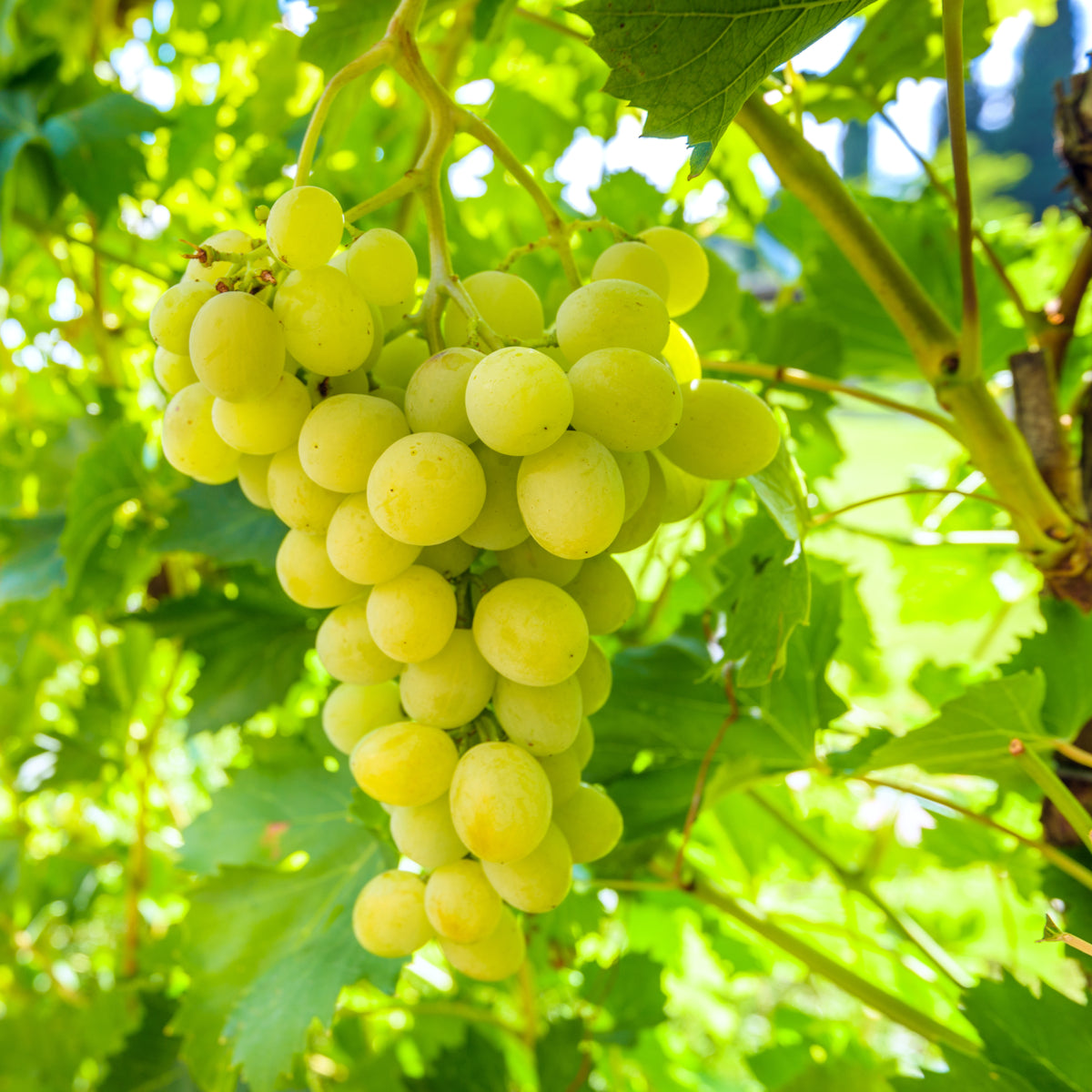 WHITE GRAPES